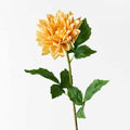 Dahlia