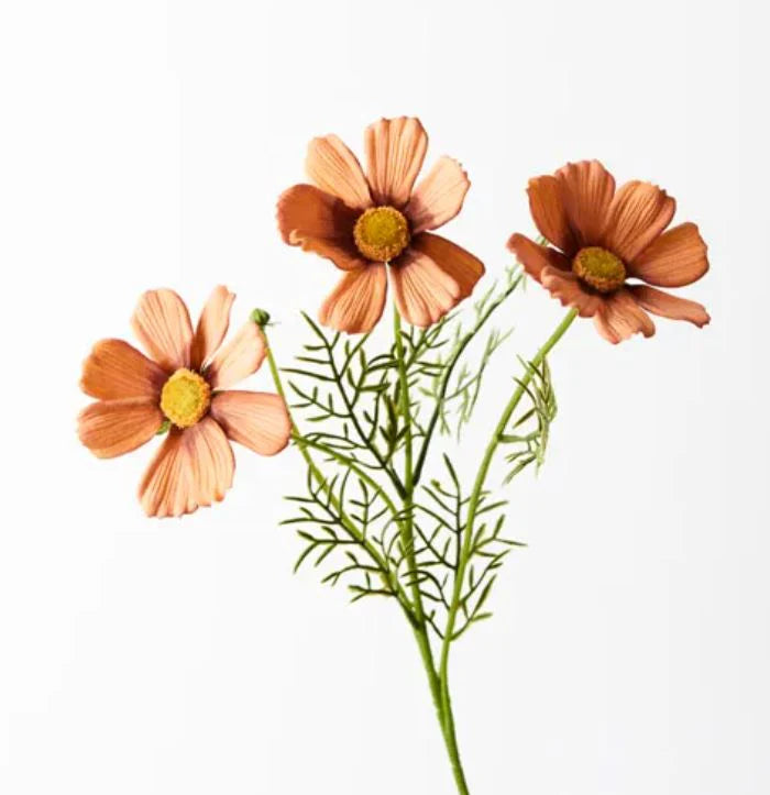 Cosmos Spray