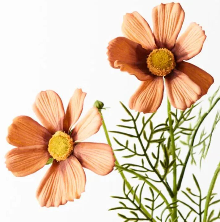 Cosmos Spray