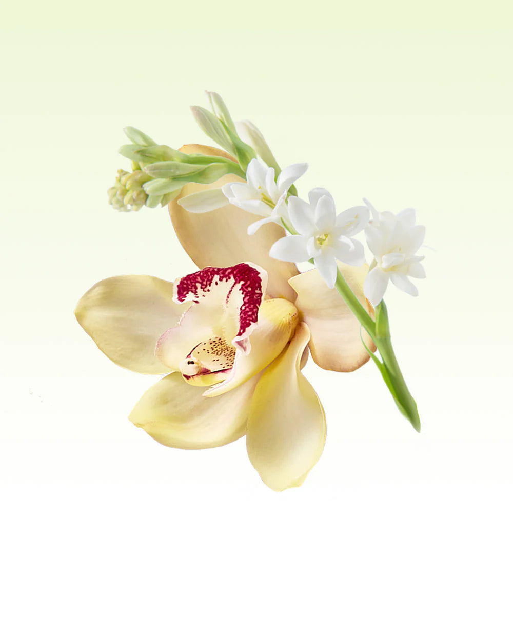 Radiance in Bloom Mothers Day 250ml Diffuser