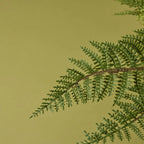 Leatherleaf Fern (GP)