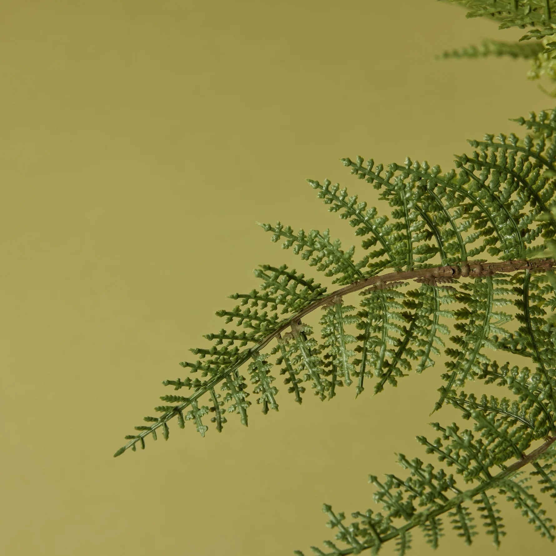 Leatherleaf Fern (GP)
