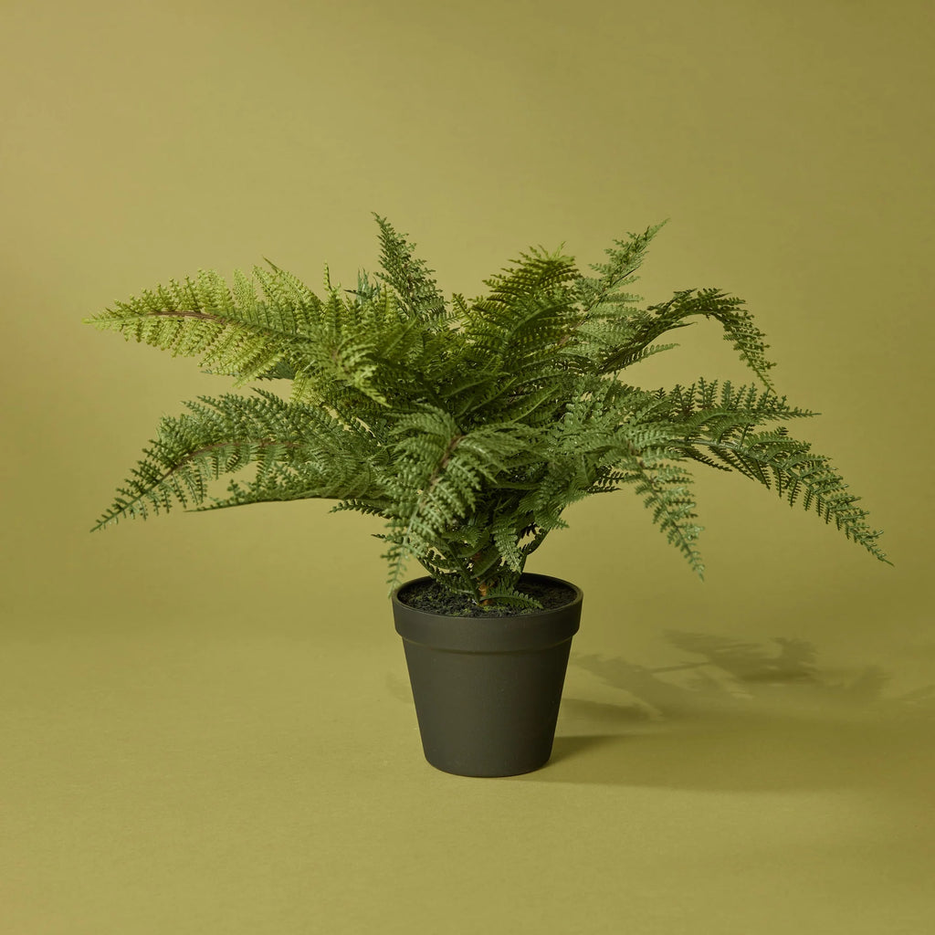 Leatherleaf Fern (GP)