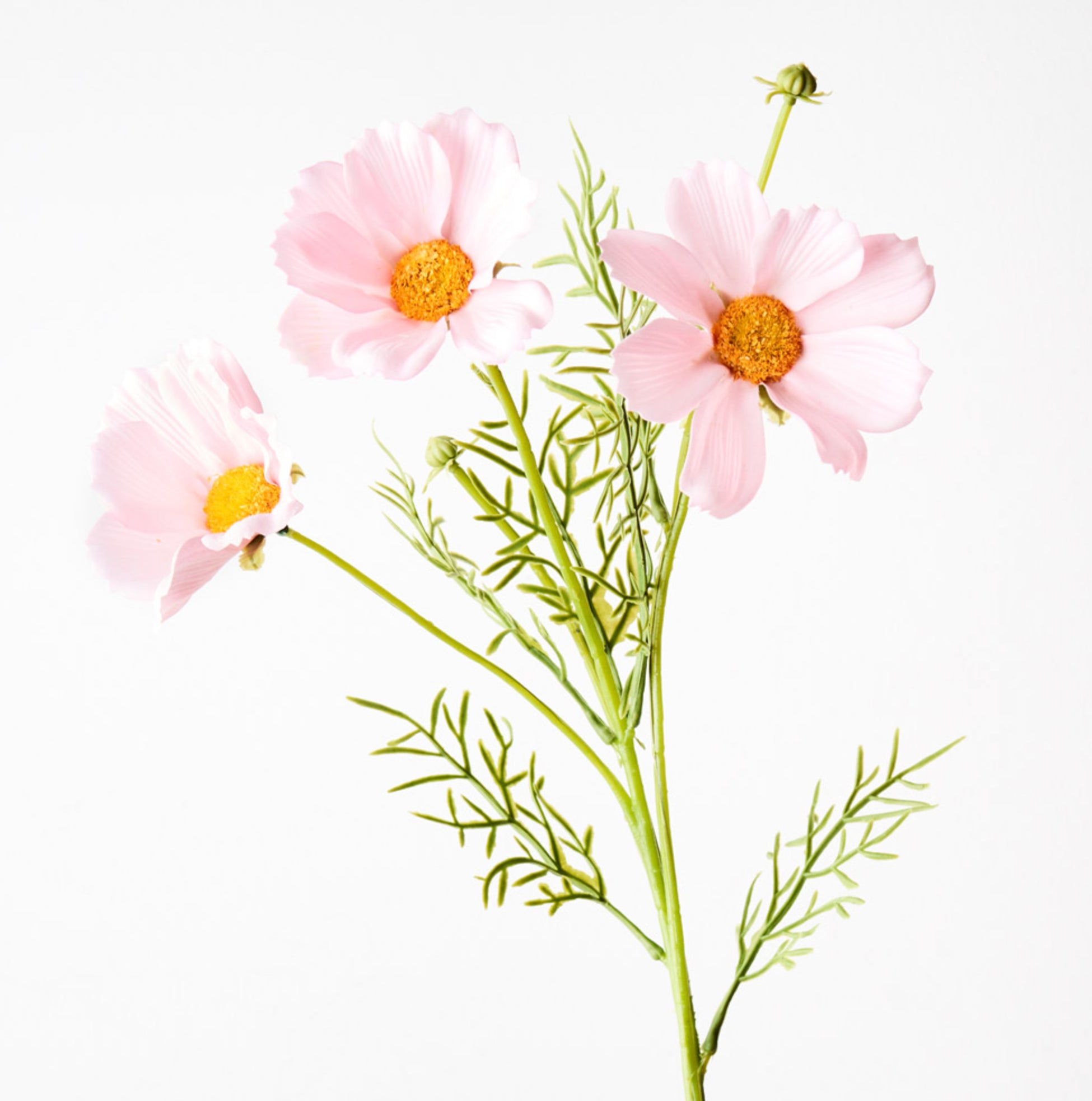 Cosmos Spray