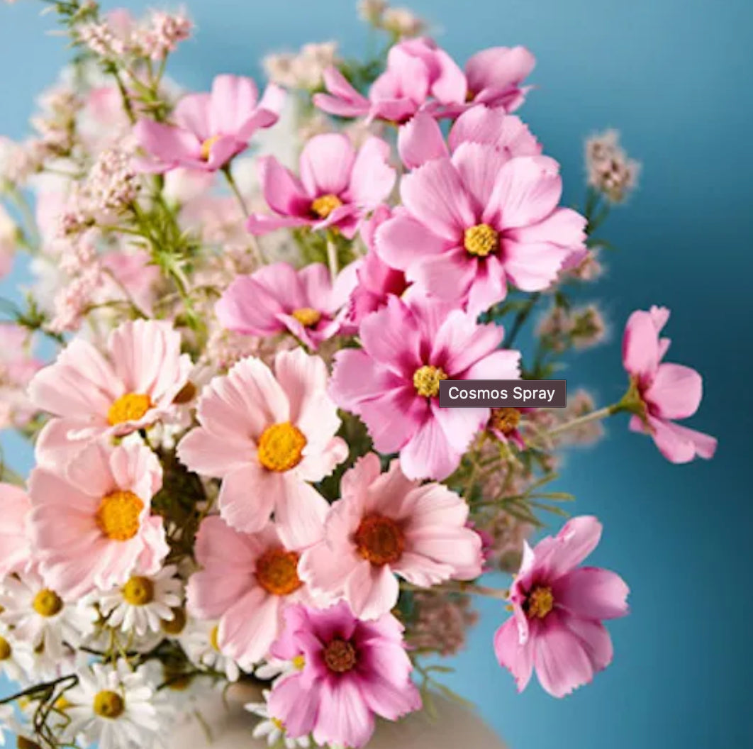 Cosmos Spray