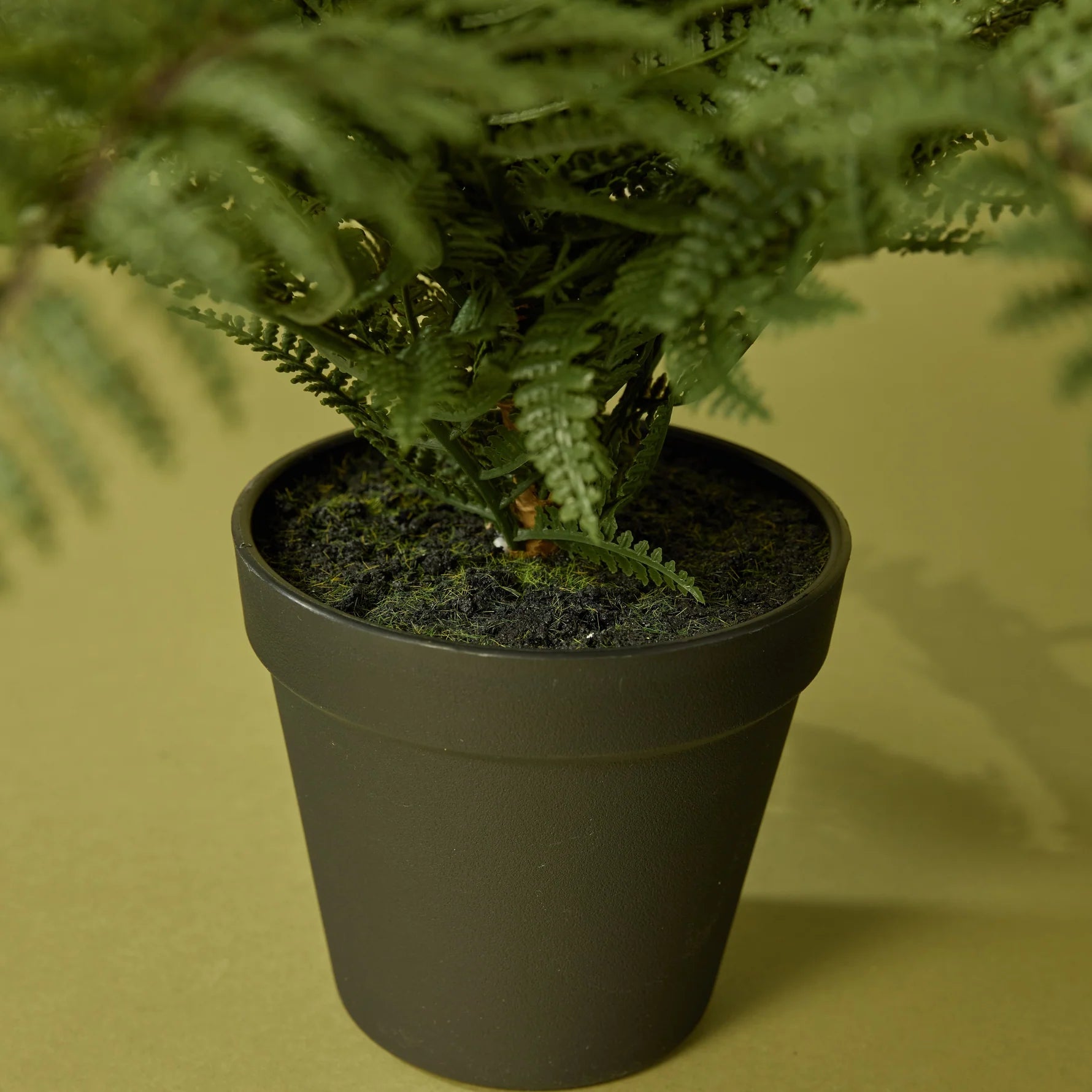 Leatherleaf Fern (GP)